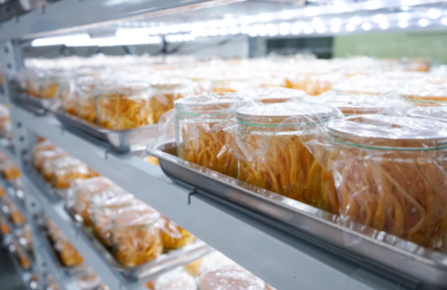 食用菌固體發酵